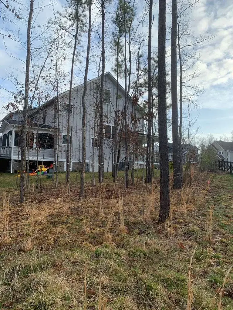 Overgrown Backyard lot before Clearing