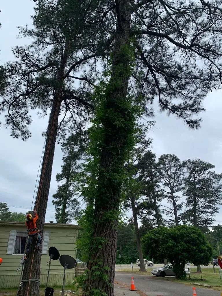 Tree climber ascending tall pine tree for removal