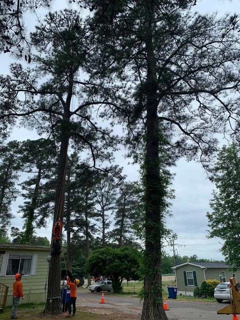 Tree removal crew securing tall pine tree