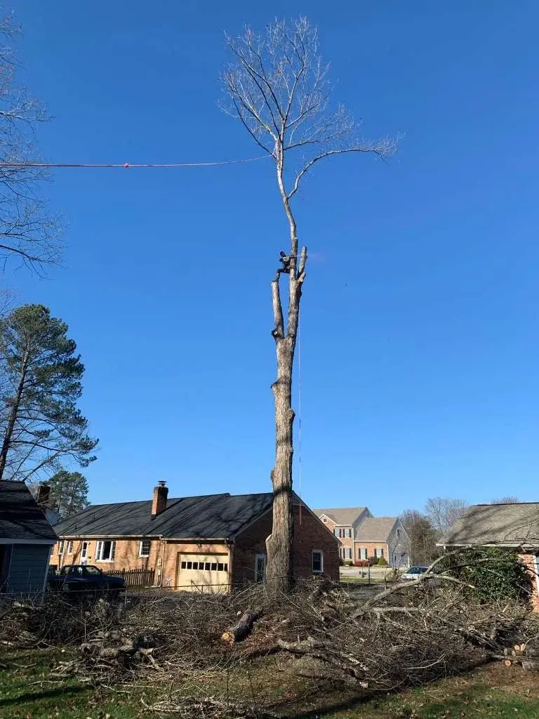 Professional tree trimming with chainsaw at heights
