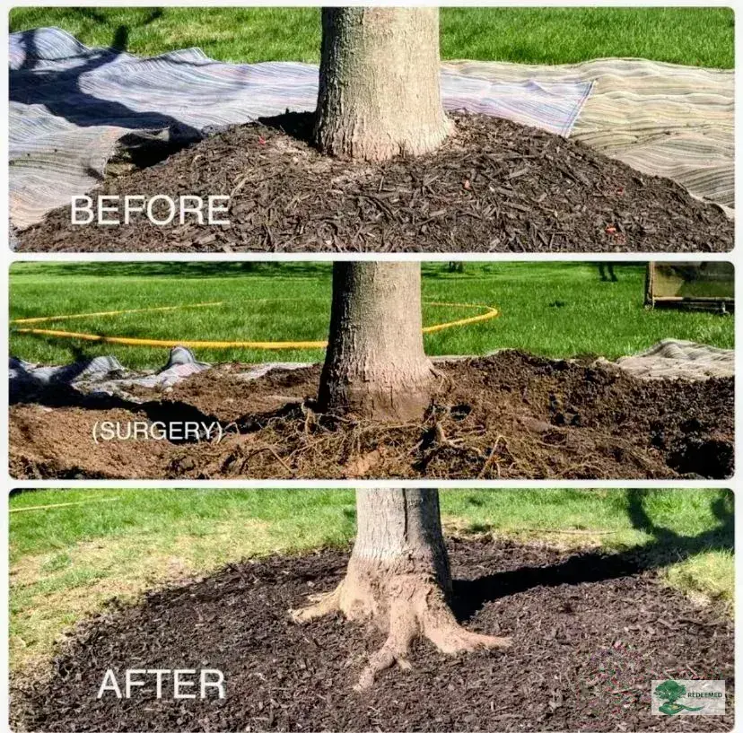 Mulch and Bed Design